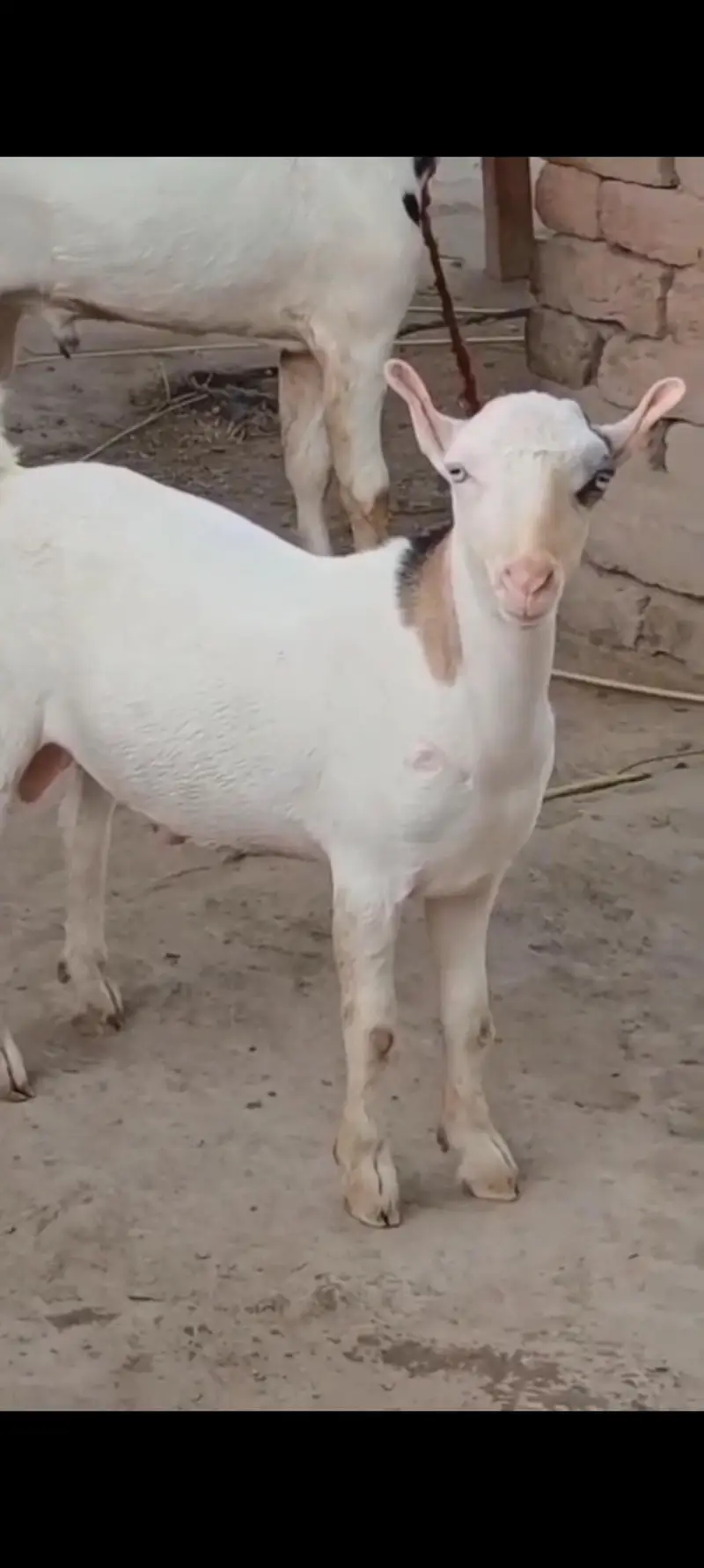 VIP White Eyes Tedda Ablaq Pink Nose Breeder Full Pointed — photo 2