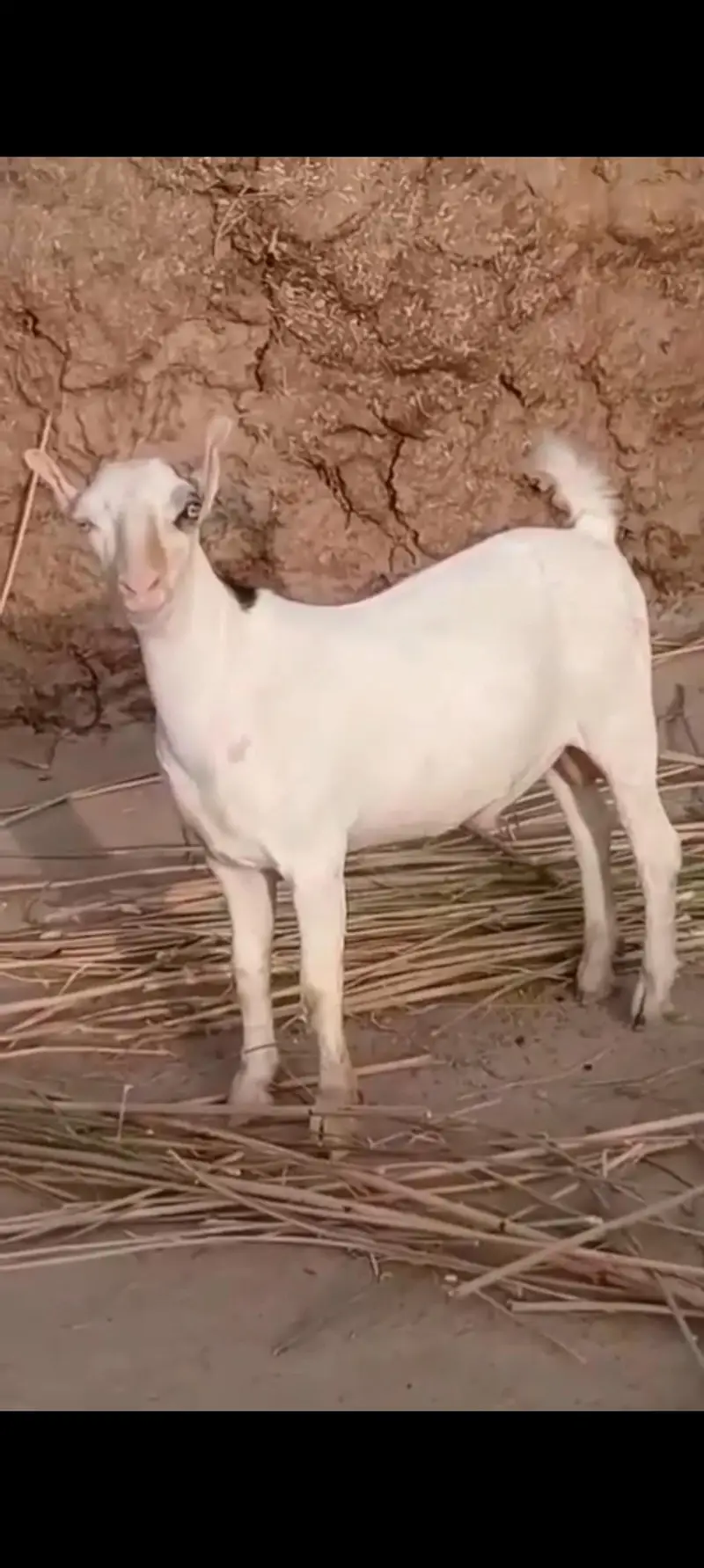 VIP White Eyes Tedda Ablaq Pink Nose Breeder Full Pointed — photo 4