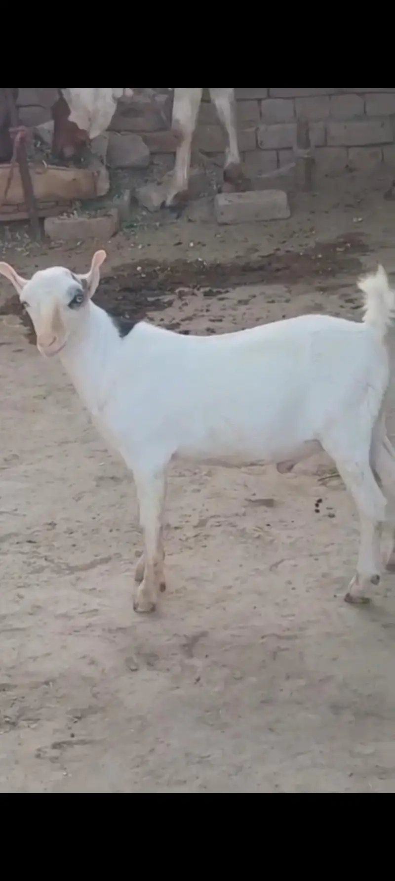 VIP White Eyes Tedda Ablaq Pink Nose Breeder Full Pointed — photo 5
