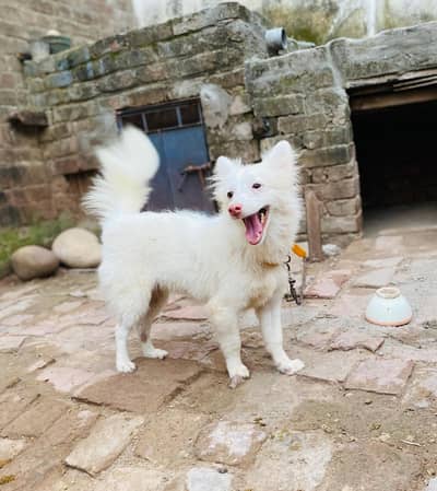 Female Russian dog