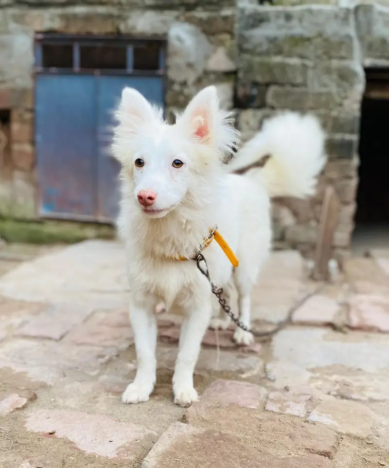 Female Russian dog — photo 2