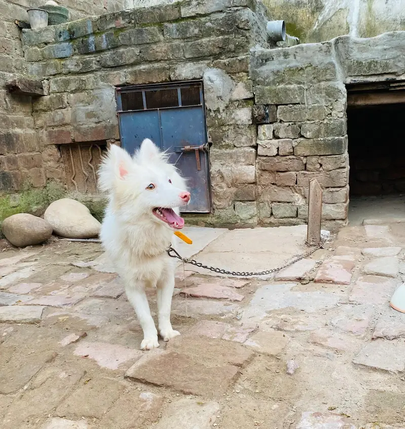 Female Russian dog — photo 3