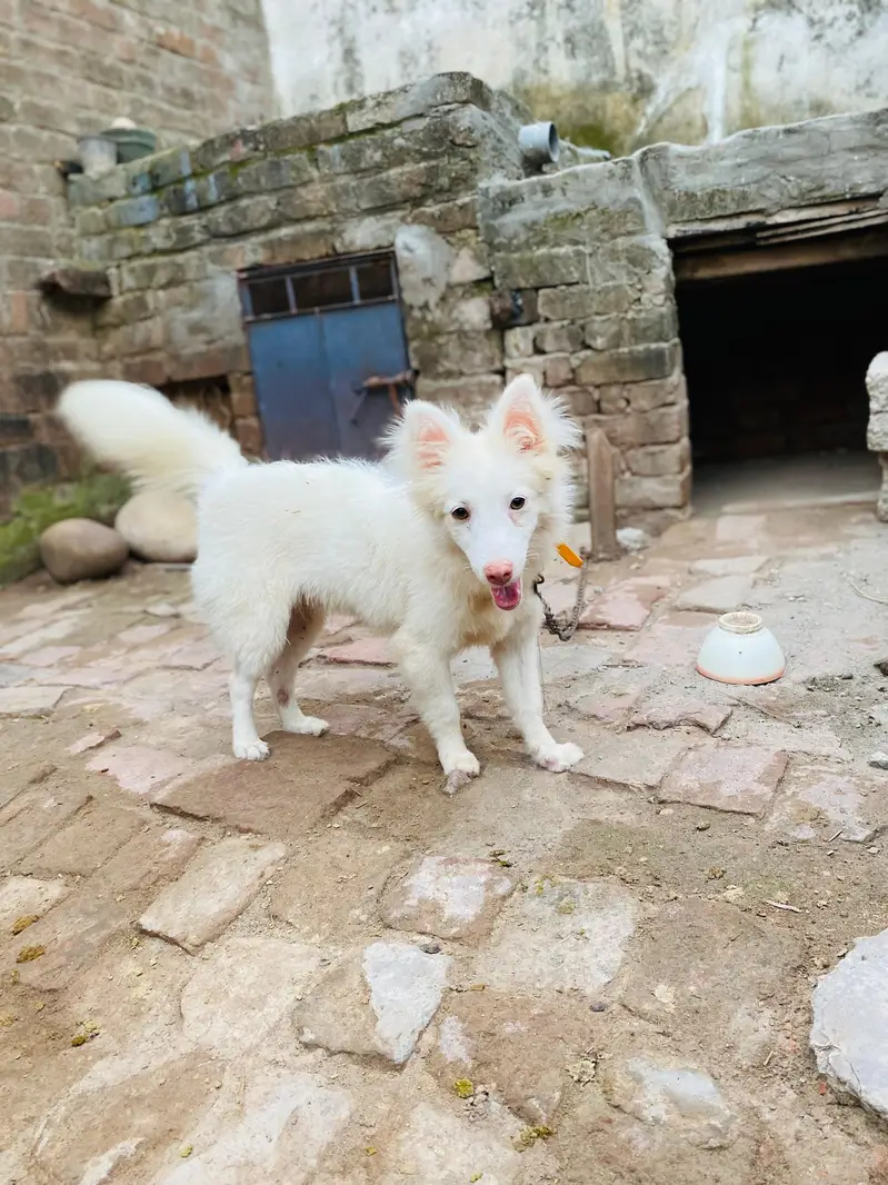 Female Russian dog — photo 4