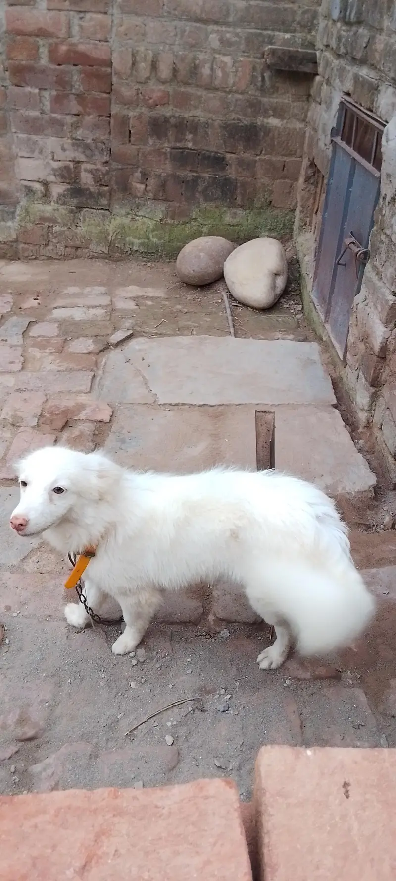 Female Russian dog — photo 5