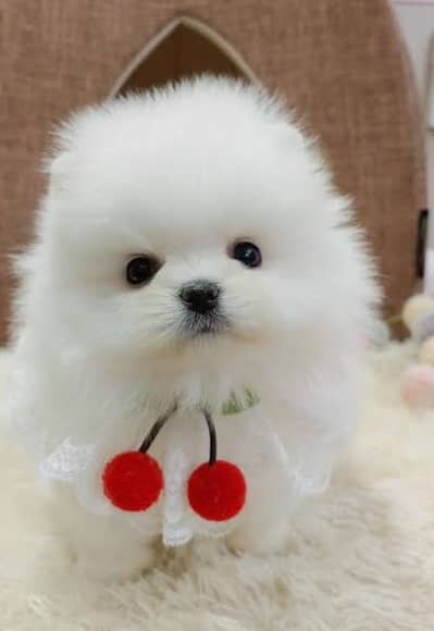 Pomeranian puppies/shihtzu puppies/poddle puppies