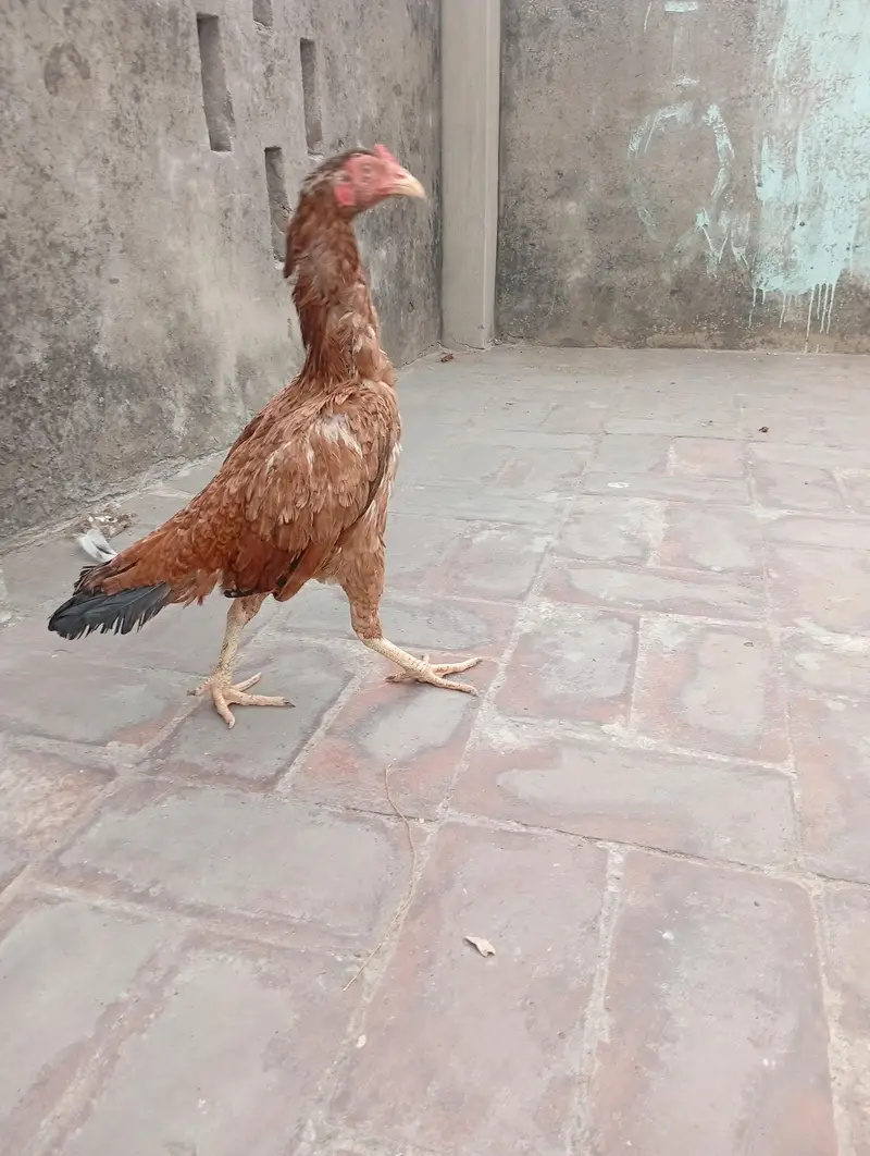 aseel murgi — photo 2
