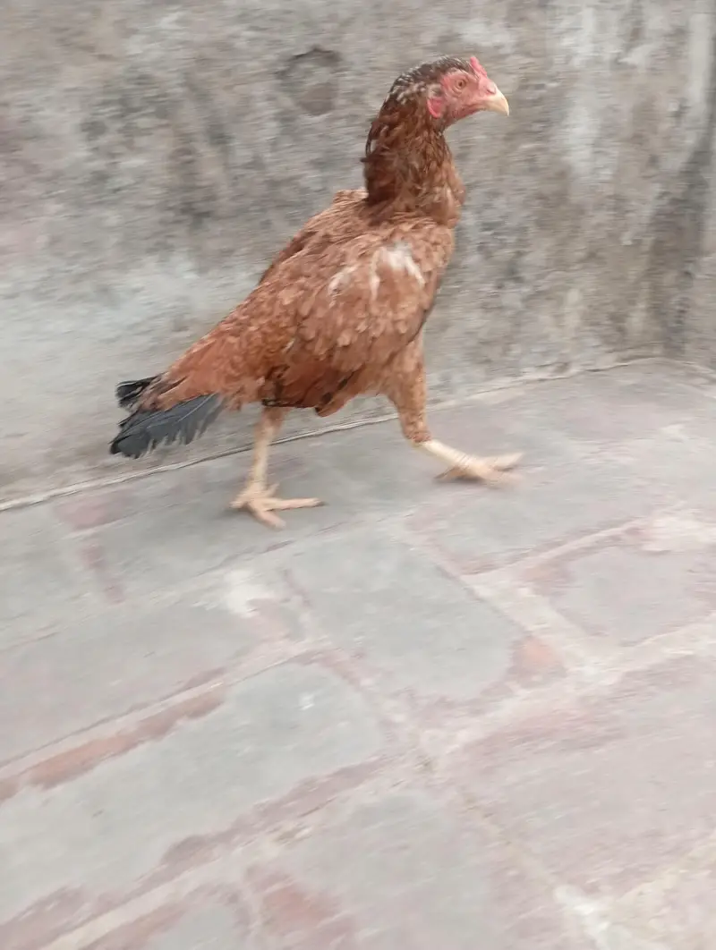 aseel murgi — photo 3