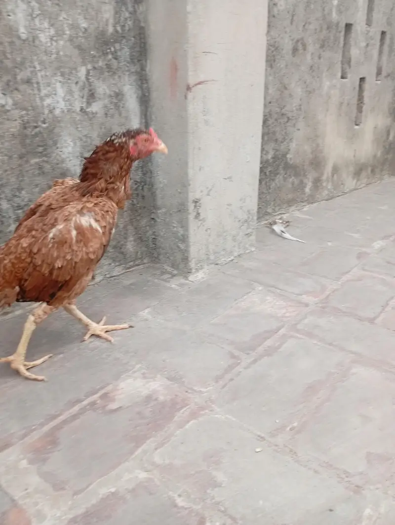 aseel murgi — photo 4