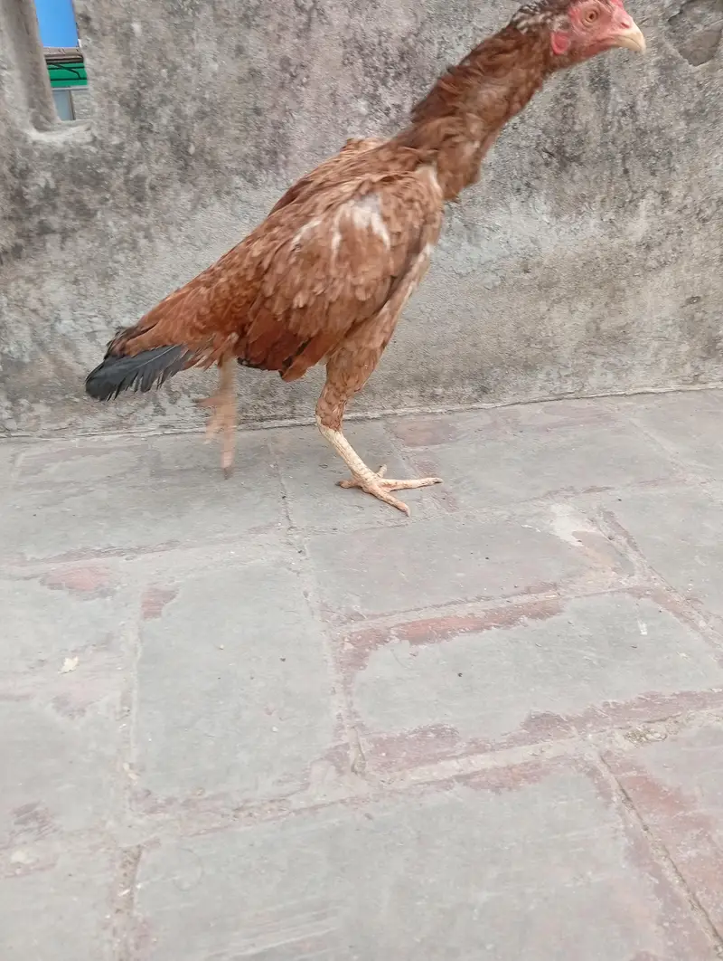 aseel murgi — photo 5