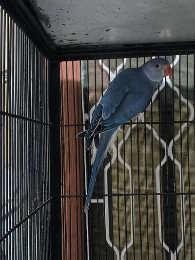 recessive pied male and violate city female pair