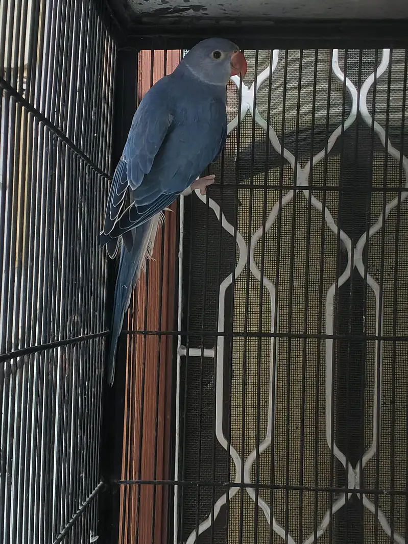 recessive pied male and violate city female pair — photo 3