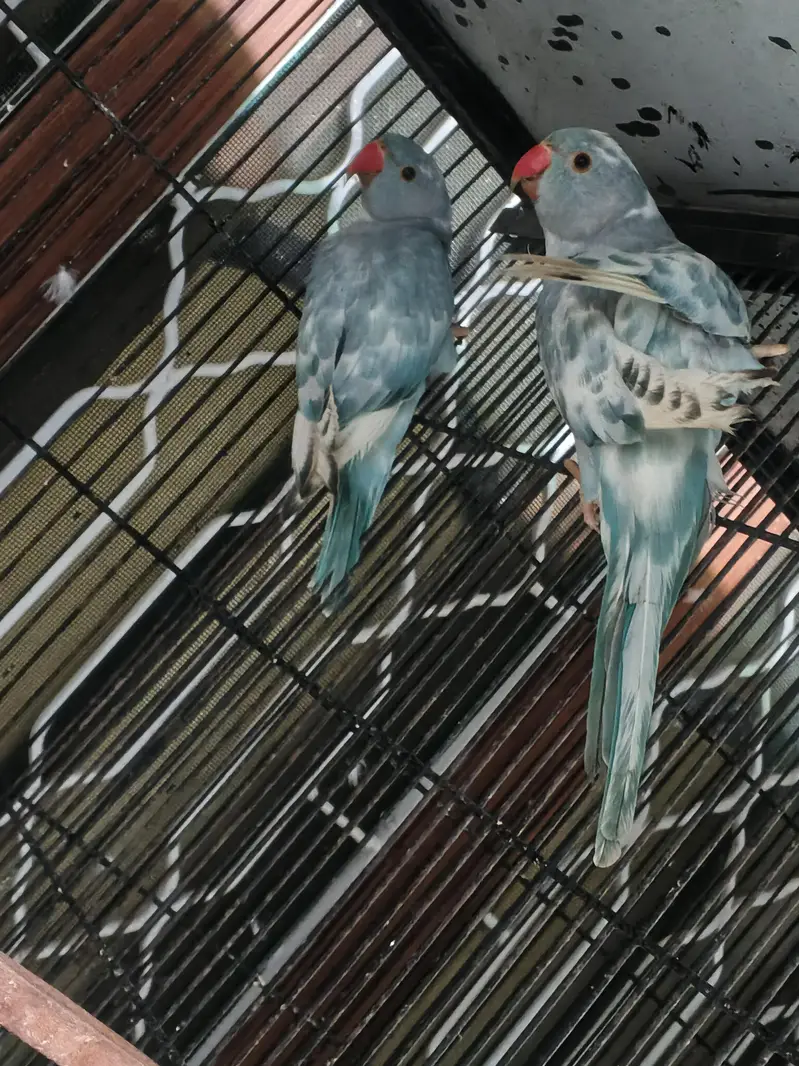 recessive pied male and violate city female pair — photo 4