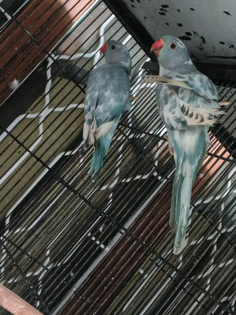 recessive pied male and violate city female pair — photo 5