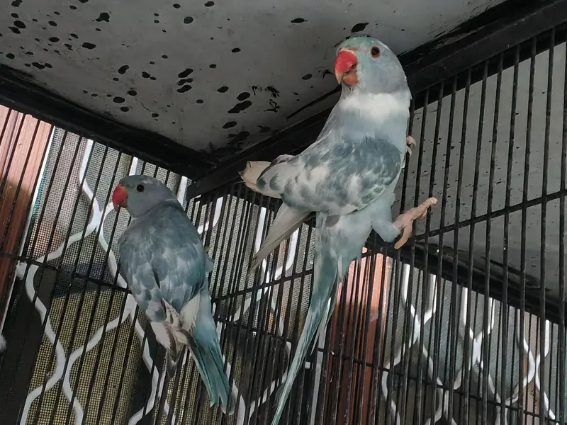 recessive pied male and violate city female pair — photo 6