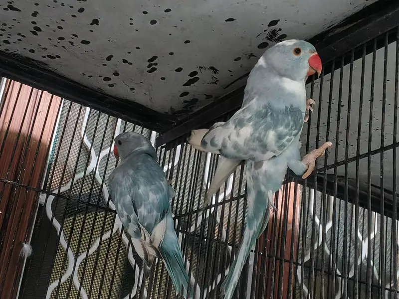 recessive pied male and violate city female pair — photo 7