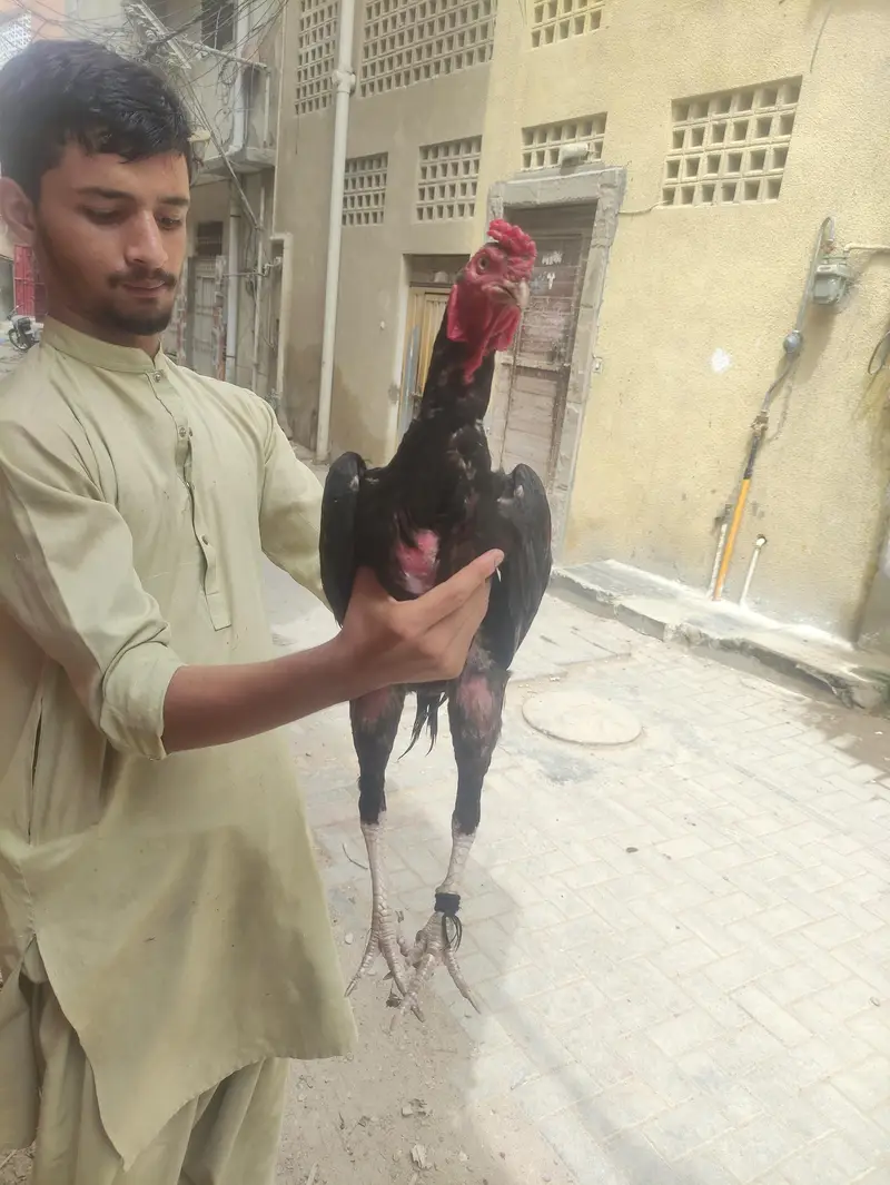 mashallah pure patha — photo 2