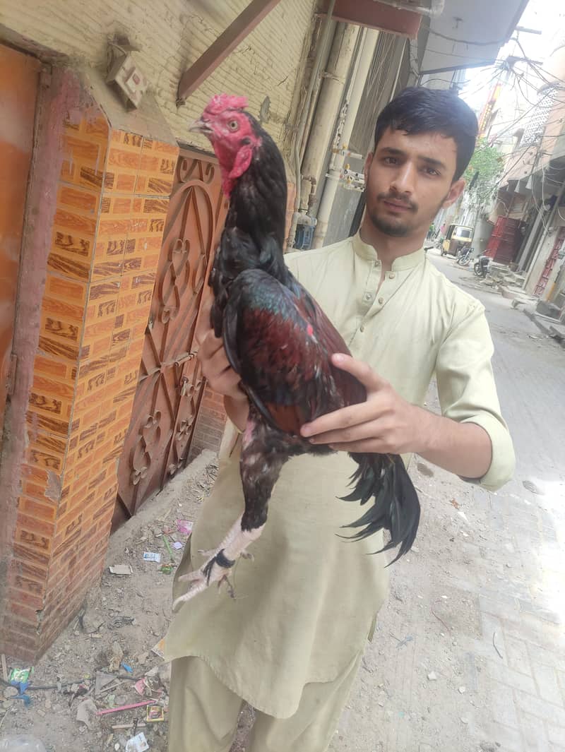 mashallah pure patha 3