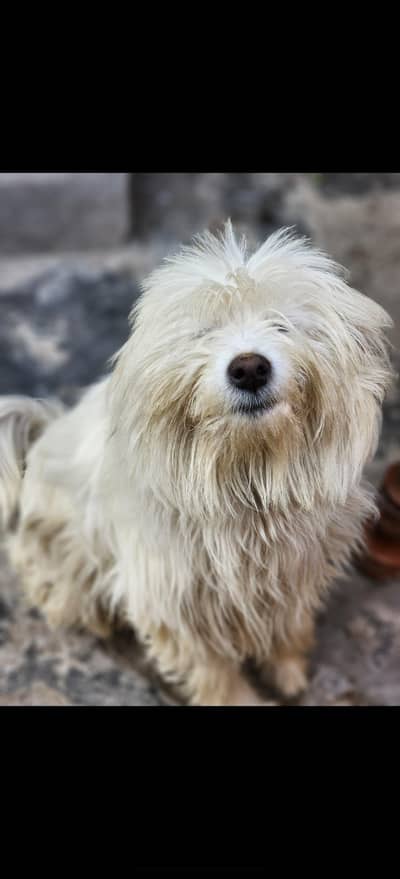 Russian female full breeder