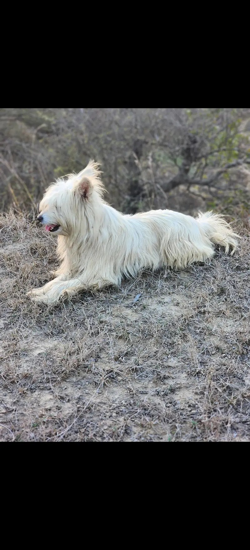 Russian female full breeder — photo 2