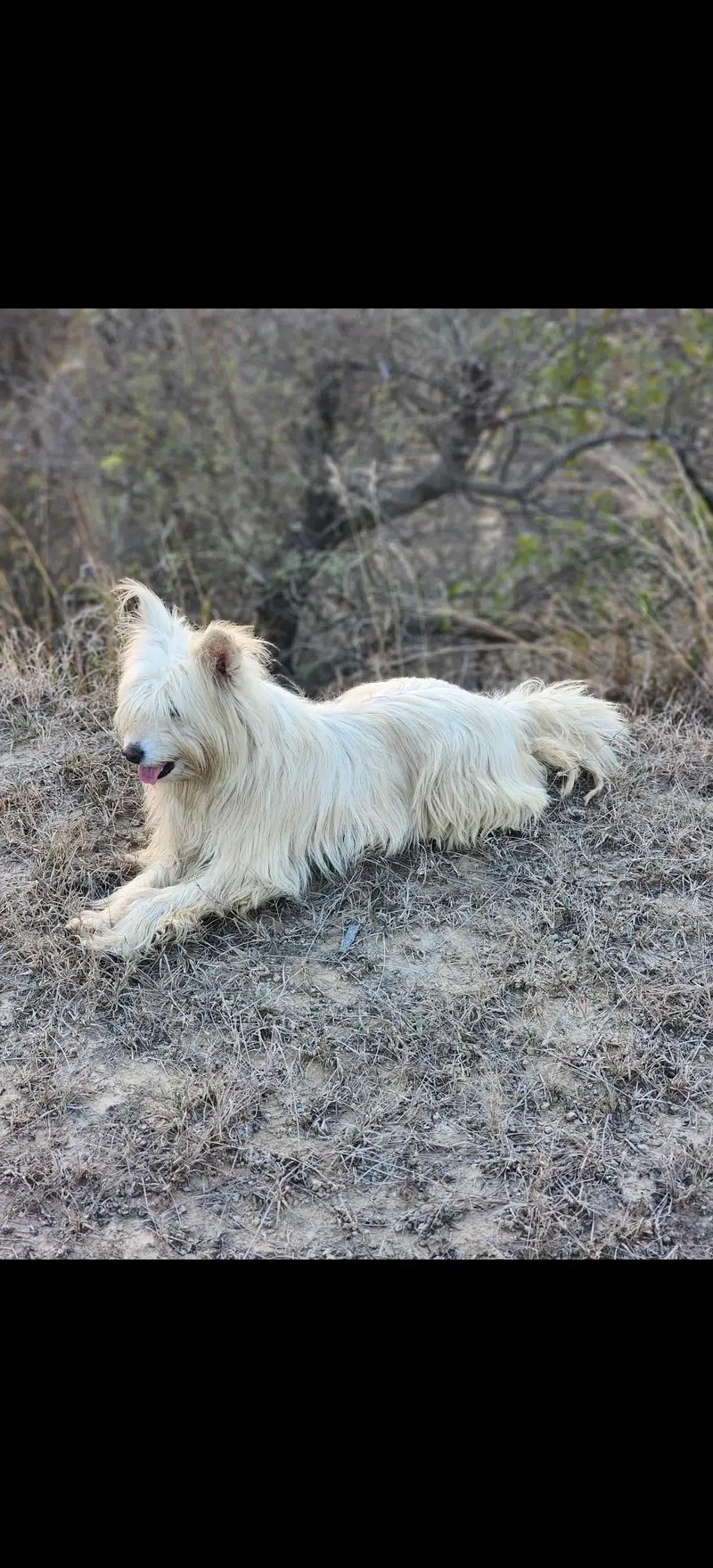 Russian female full breeder — photo 3