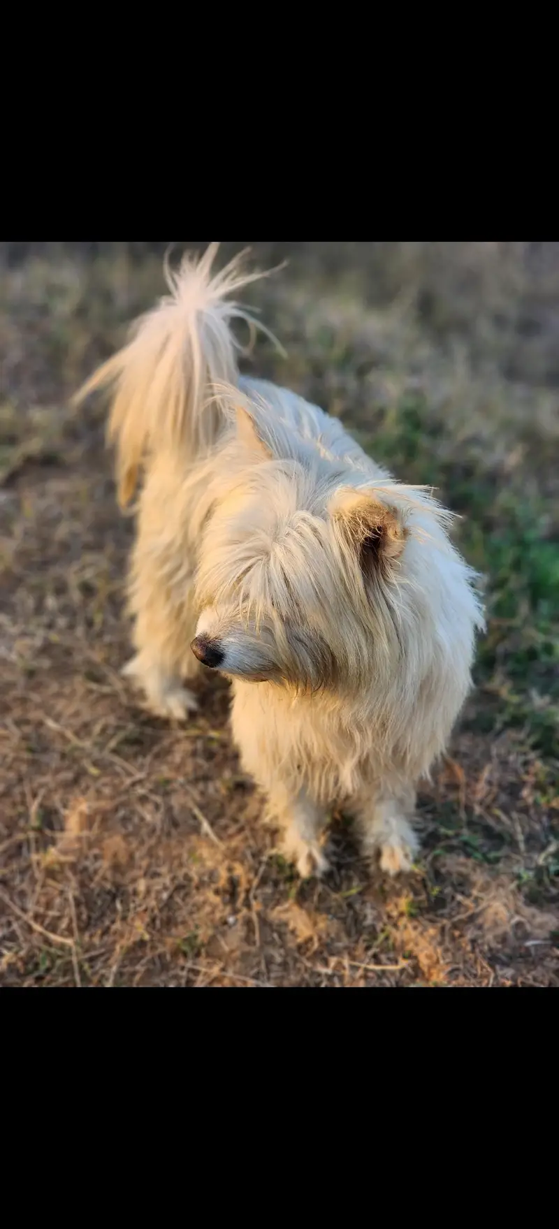 Russian female full breeder — photo 4
