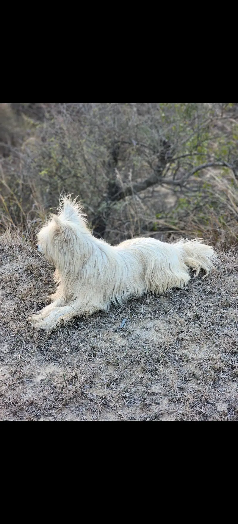 Russian female full breeder — photo 5