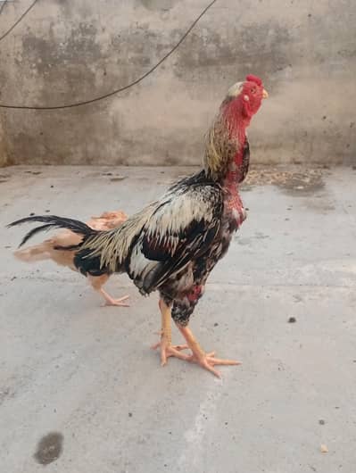 Aseel Murga for sale