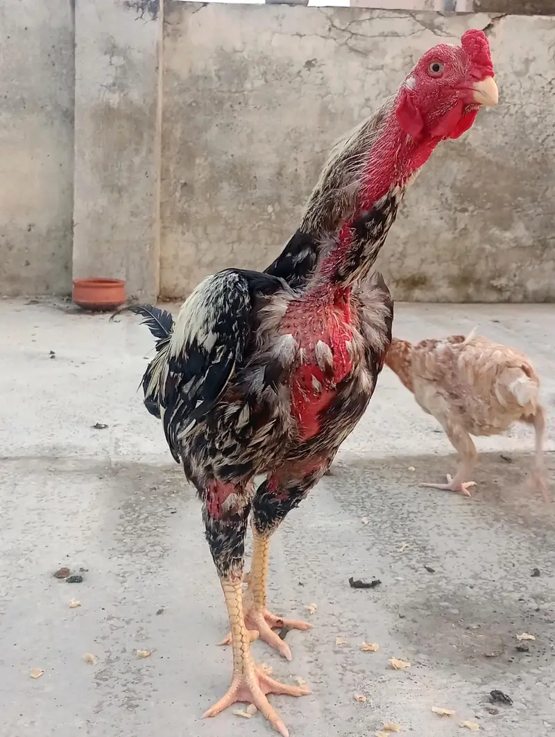 Aseel Murga for sale — photo 2