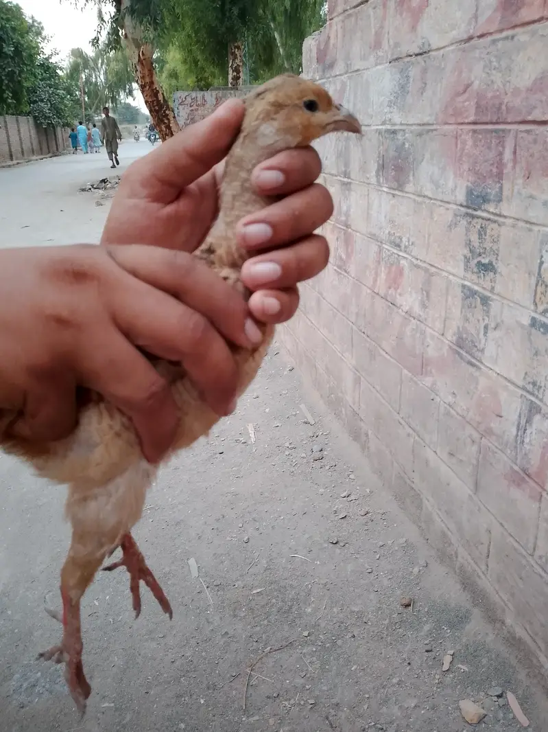 Irani tanzair