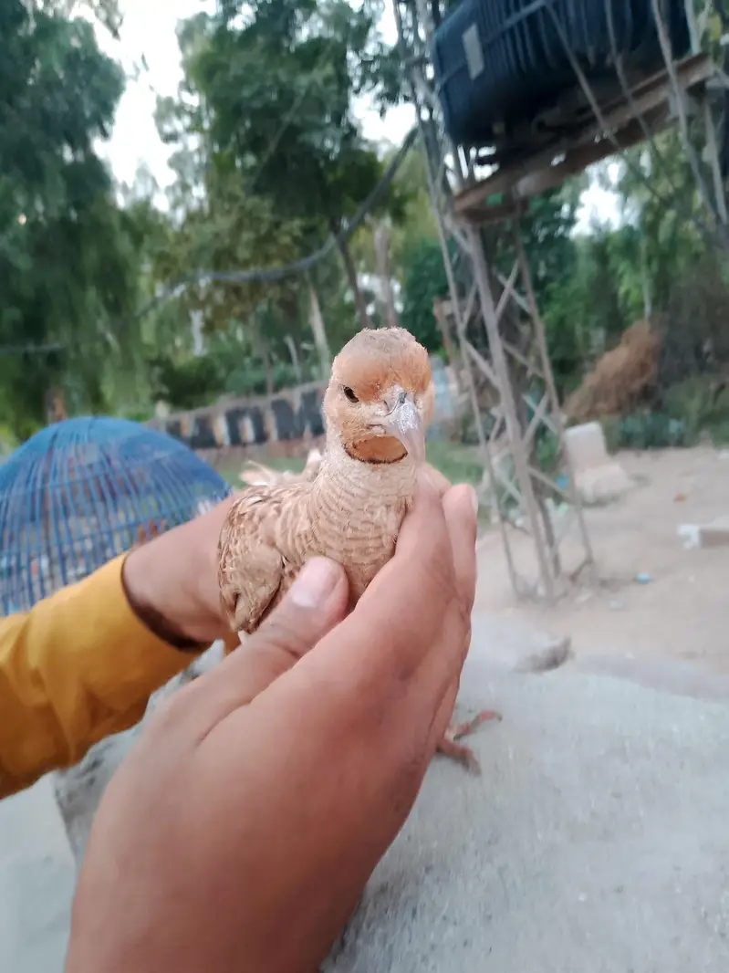Irani tanzair — photo 2
