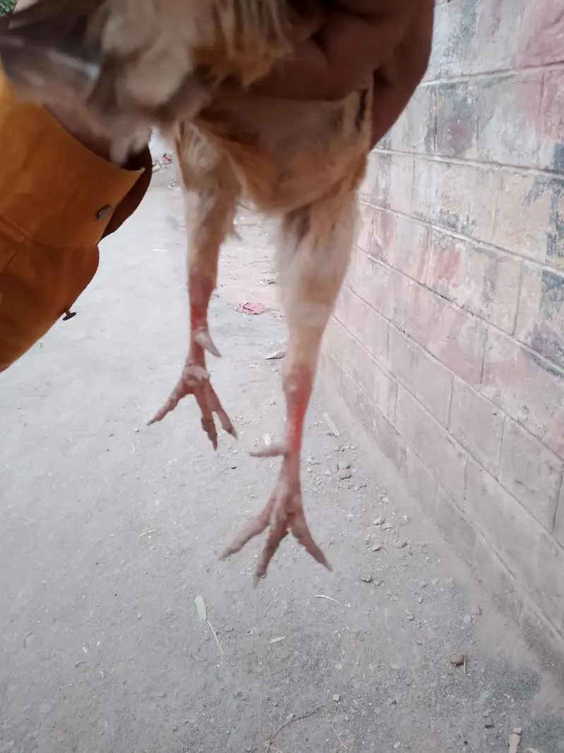 Irani tanzair — photo 3