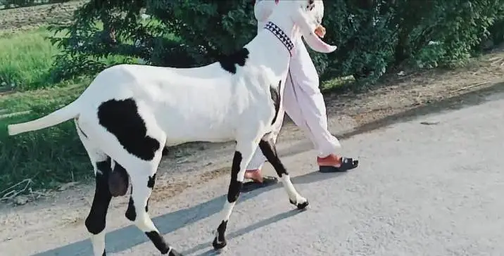 Bakra for sale call me picture — photo 5