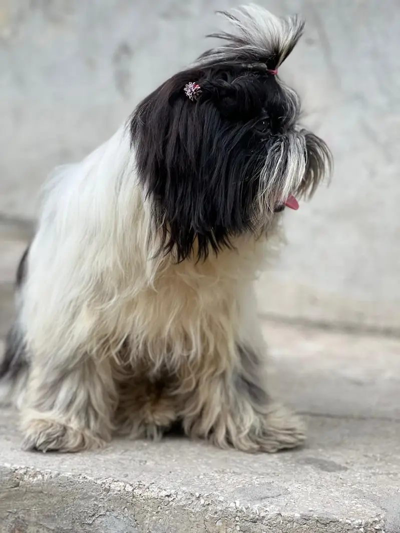 shitzu female puppy — photo 3
