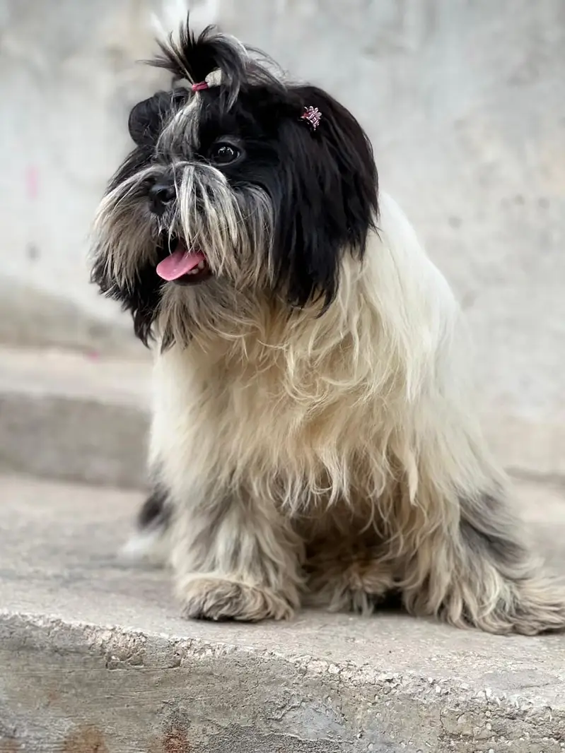 shitzu female puppy — photo 4