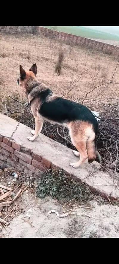 German Shepherd Female
