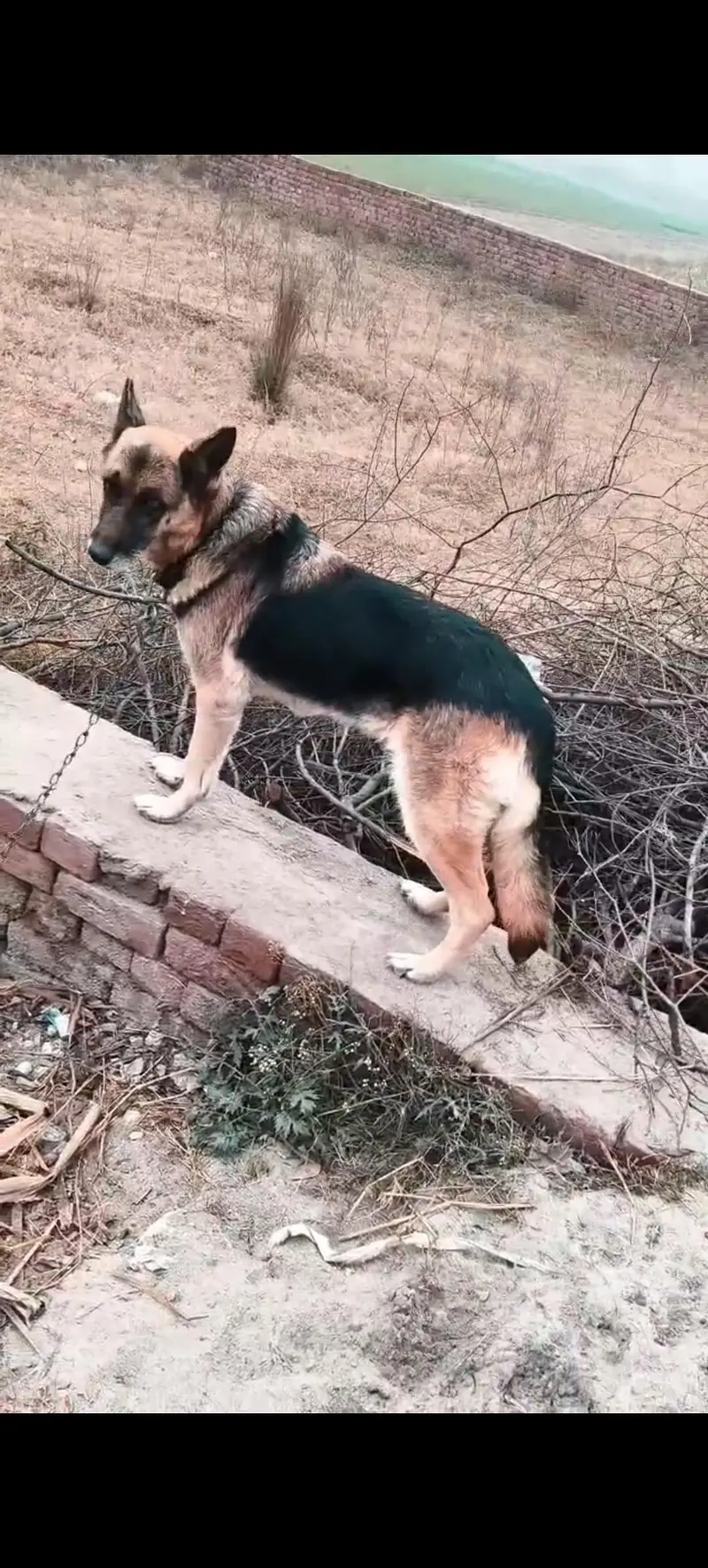 German Shepherd Female — photo 2