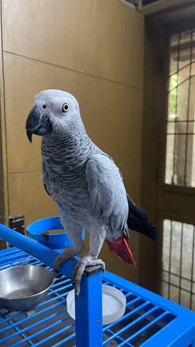 african grey