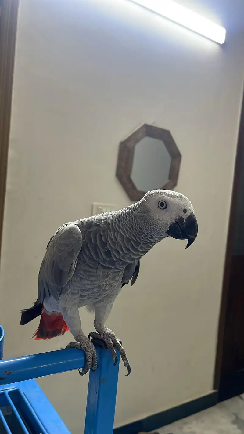african grey — photo 2