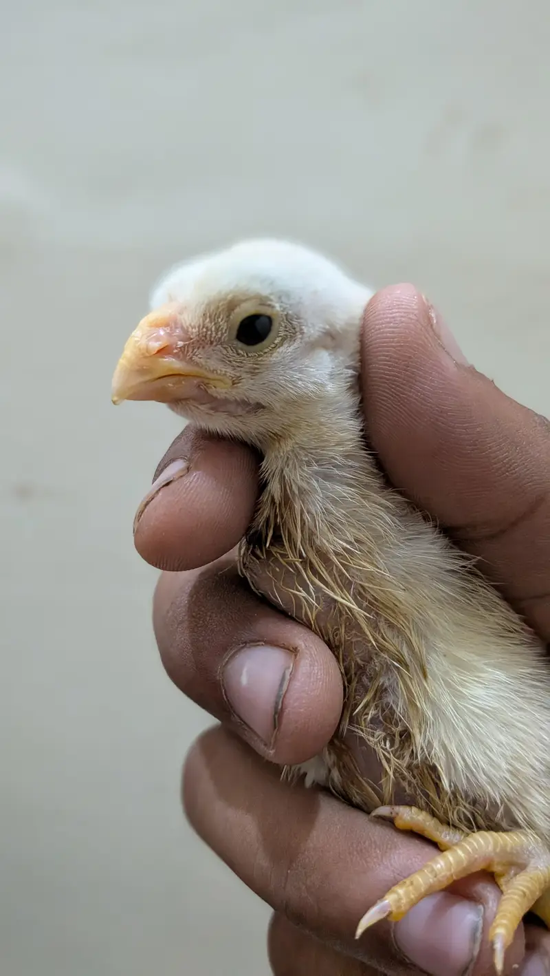 indeon parrot beak long tail aseel — photo 3