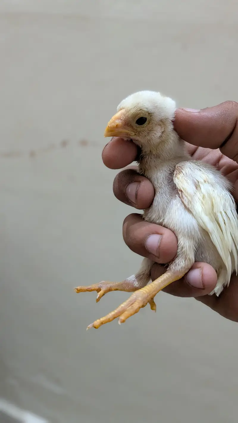indeon parrot beak long tail aseel — photo 2