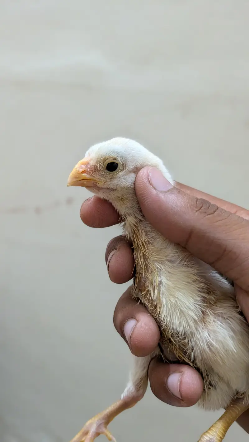 indeon parrot beak long tail aseel — photo 6