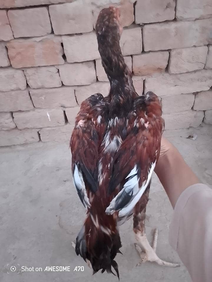 Aseel patha 2