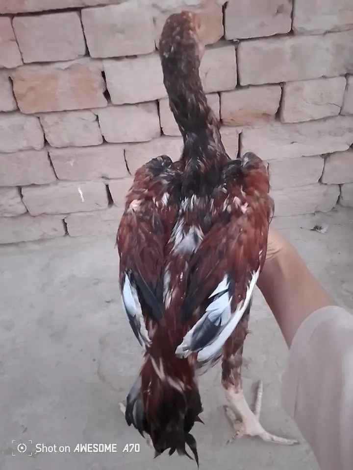 Aseel patha — photo 3