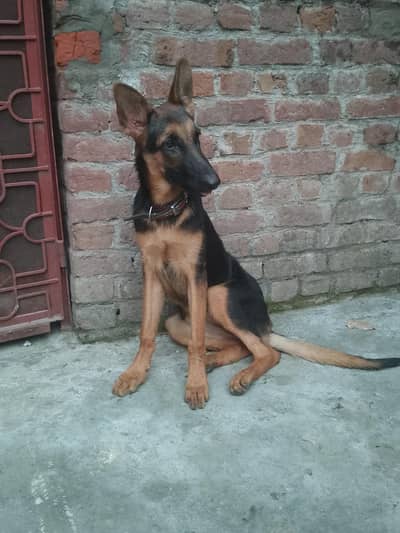 garman shepherd female