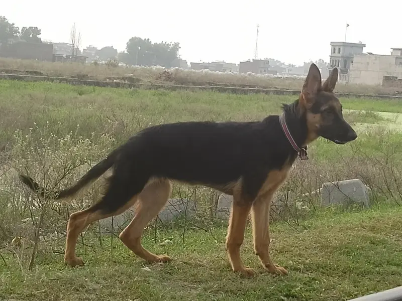 garman shepherd female — photo 2