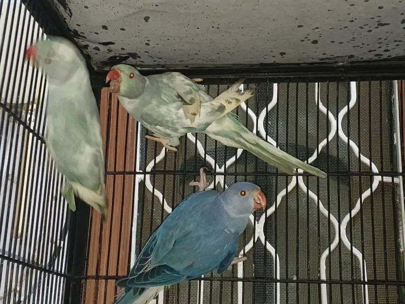 recessive pied male and violate city female pair — photo 2