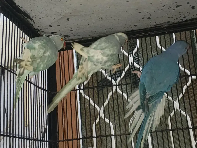 recessive pied male and violate city female pair — photo 8