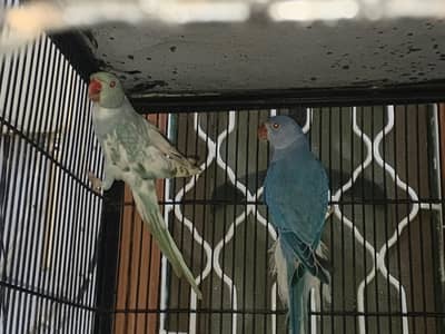 recessive pied male and violate city female pair