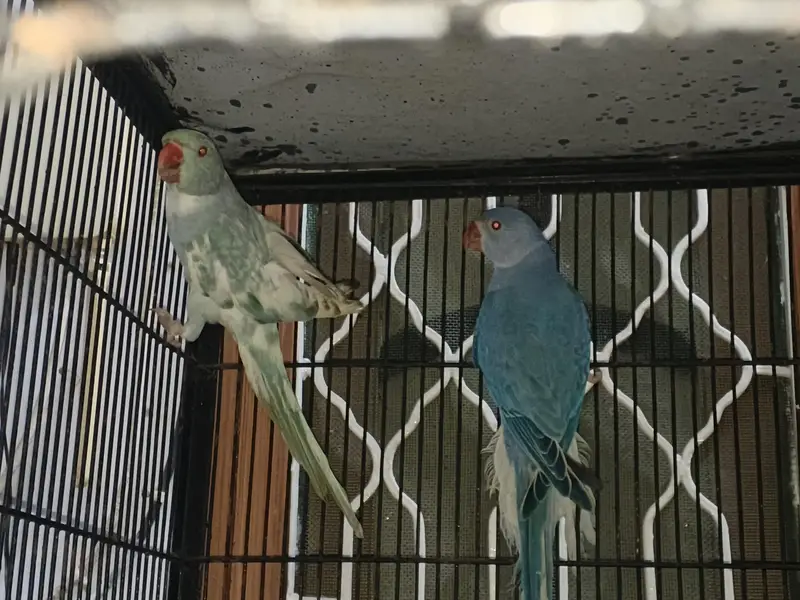 recessive pied male and violate city female pair — photo 9