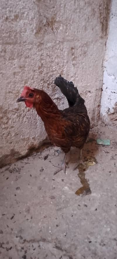 chicken 